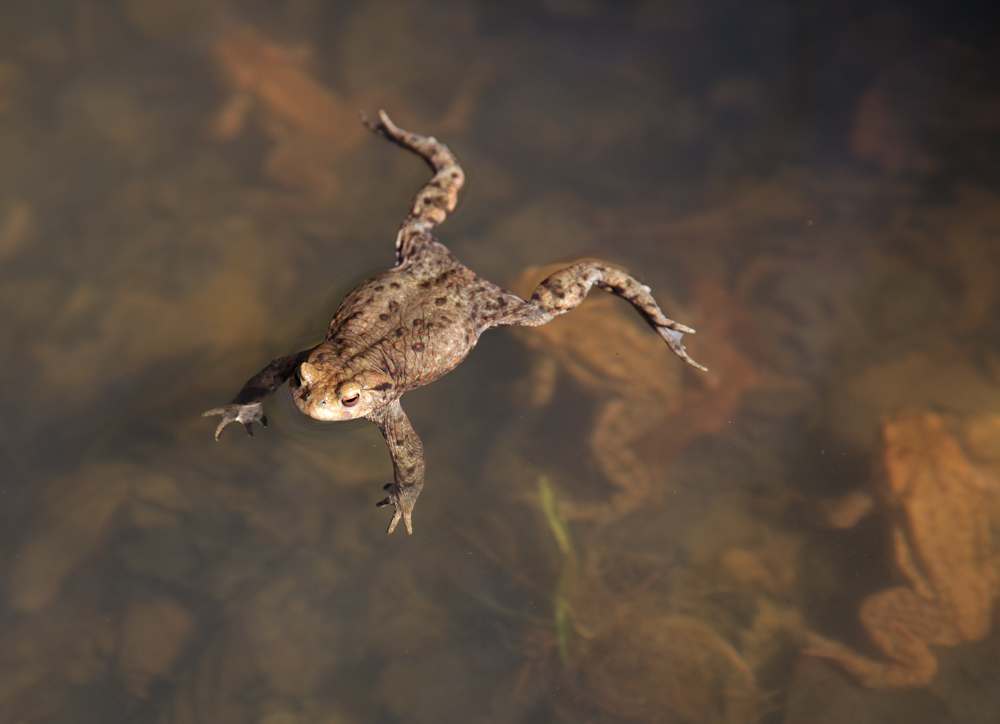 Frosch im Wasser