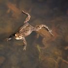 Frosch im Wasser