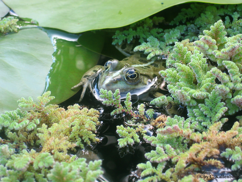 Frosch im Wasser