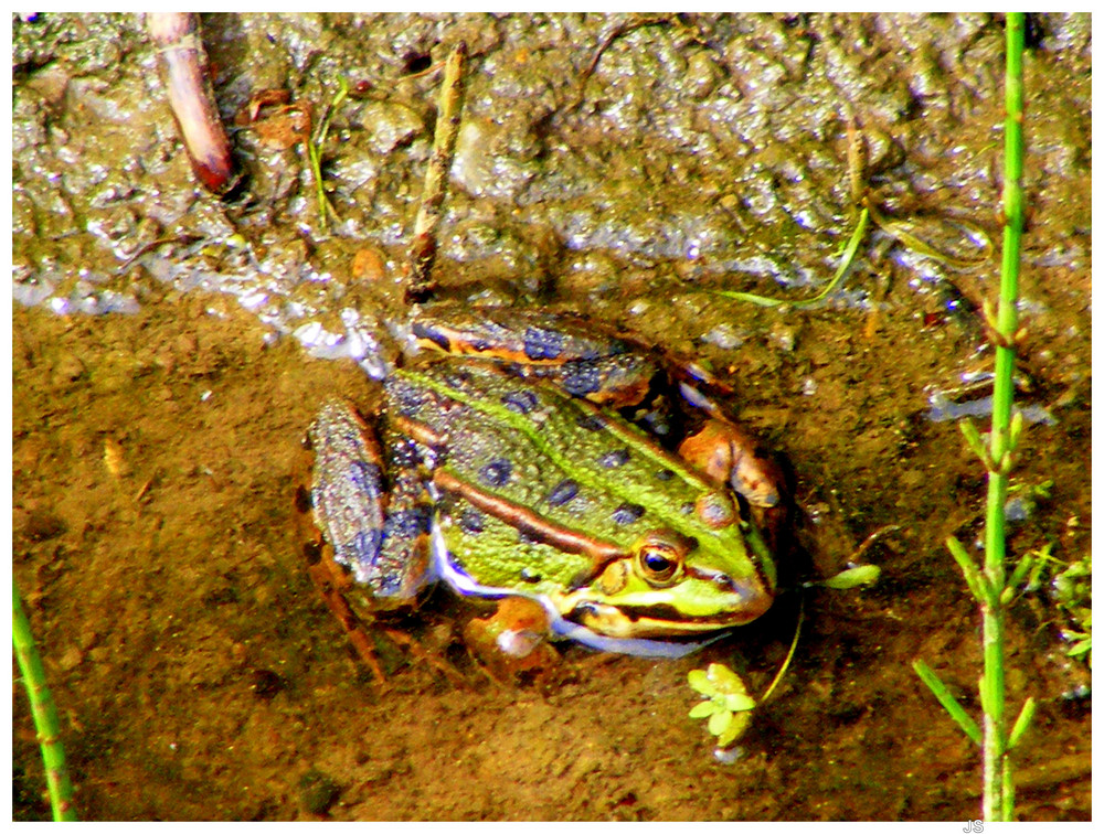 frosch im wasser