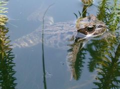 Frosch im Wasser