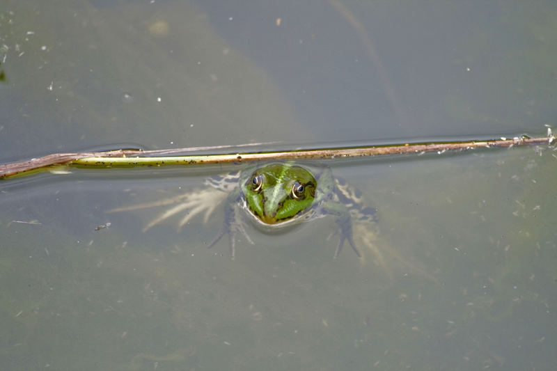 Frosch im Wasser