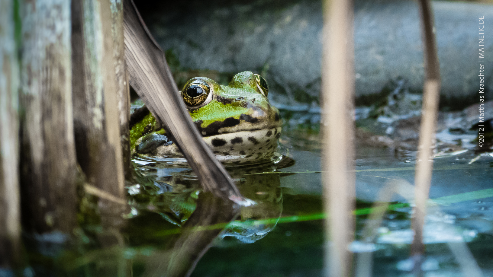 Frosch im Wasser