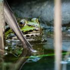 Frosch im Wasser