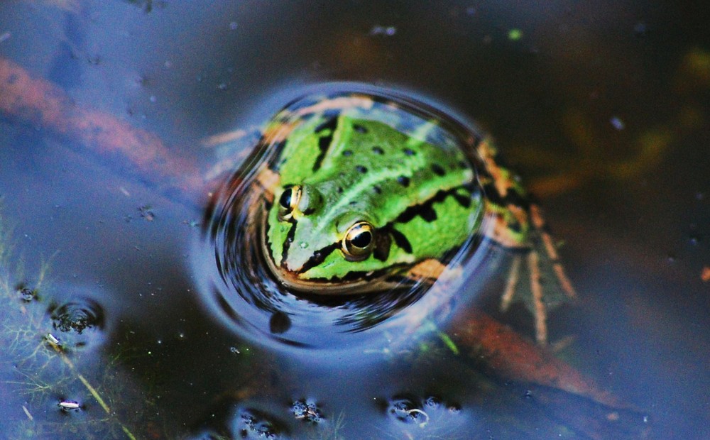 Frosch im Wasser