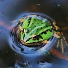 Frosch im Wasser