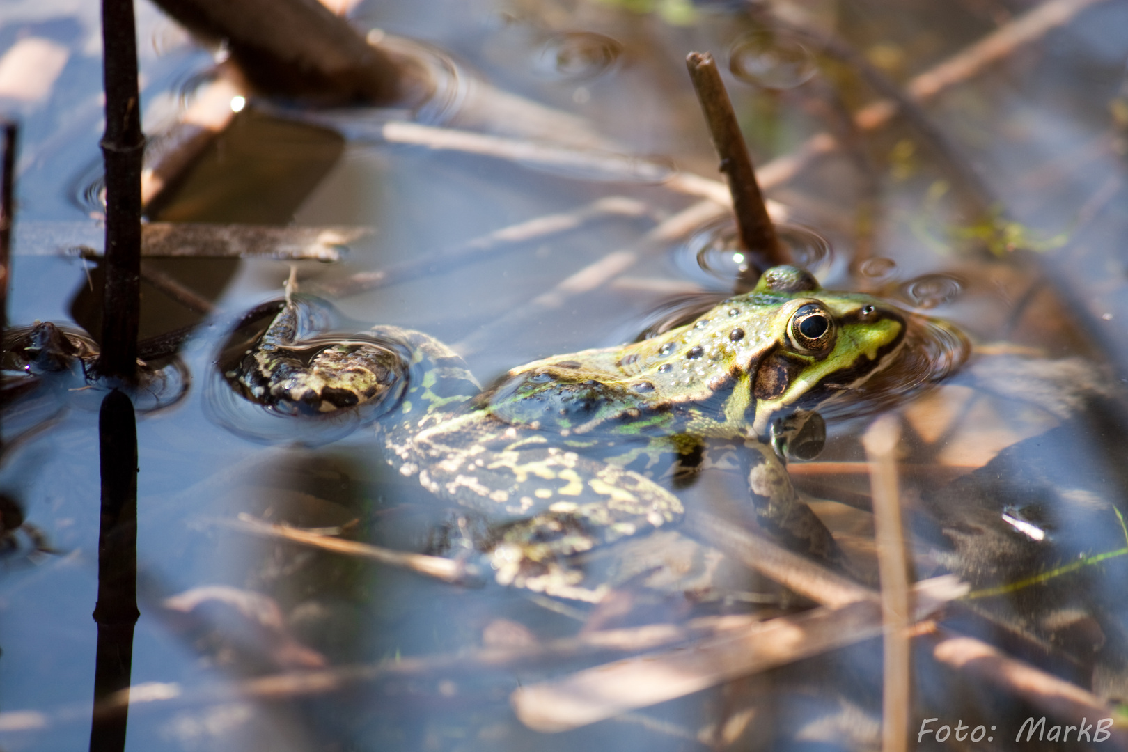 Frosch im Wasser