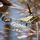 Frosch im Wasser