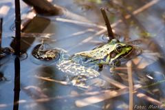 Frosch im Wasser