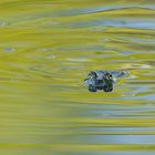 Frosch im Wasser