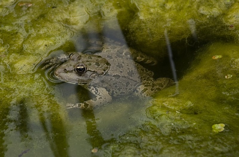 Frosch im Wasser