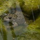 Frosch im Wasser