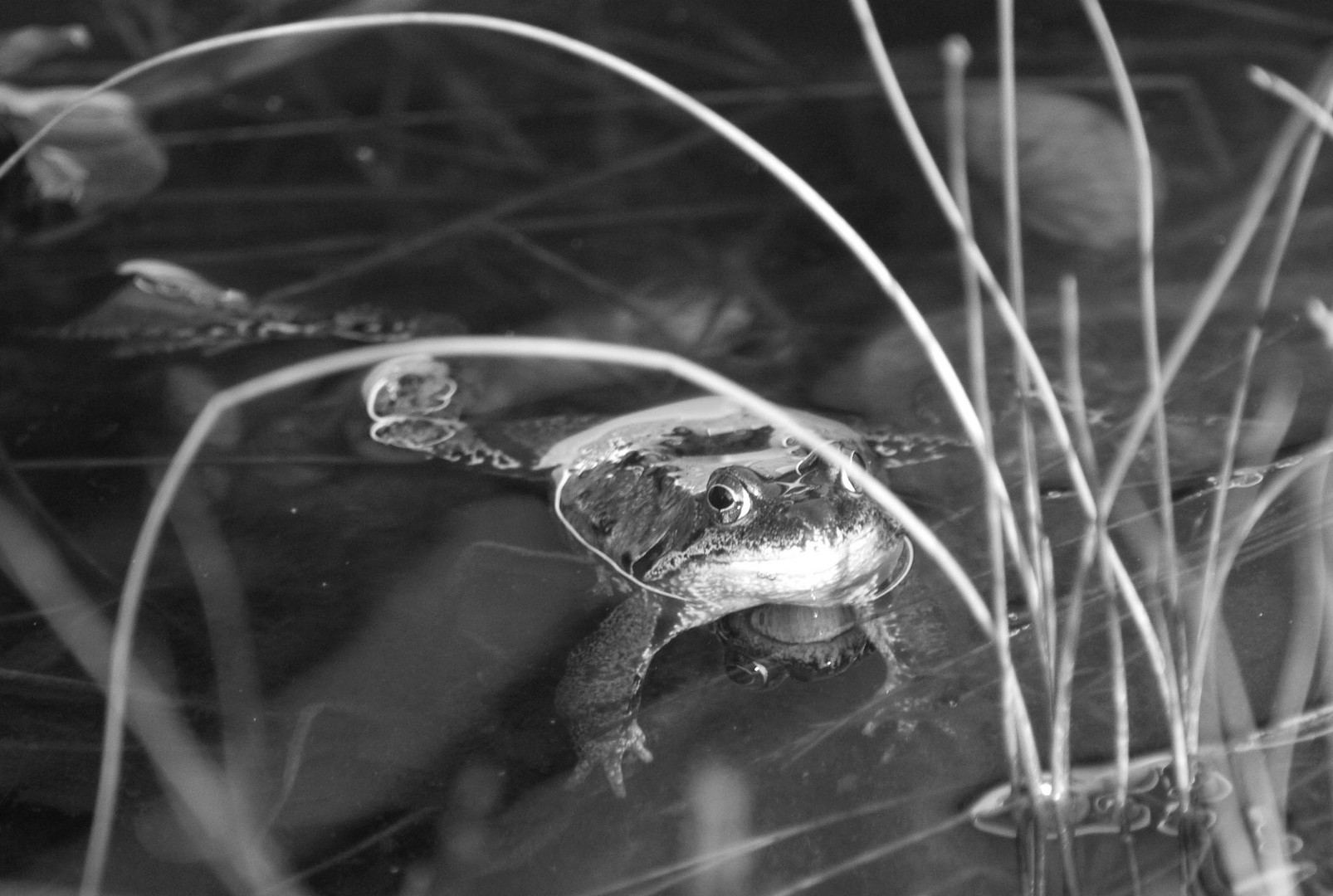 Frosch im Wasser (schwarz-weiß)