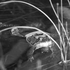 Frosch im Wasser (schwarz-weiß)