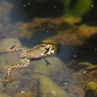 Frosch im Weiher