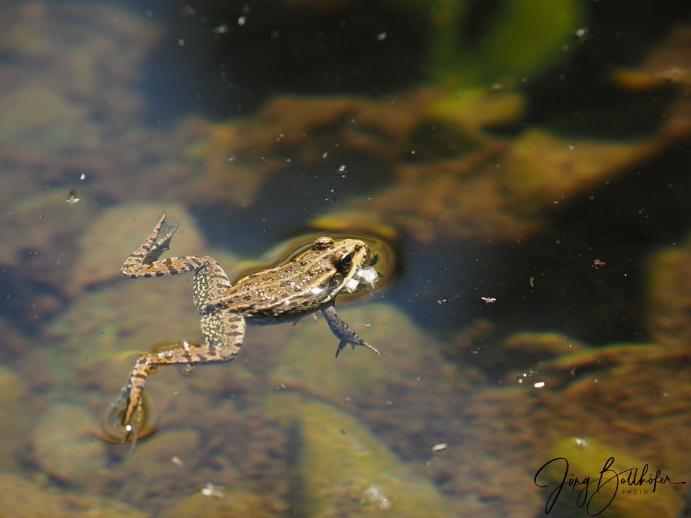 Frosch im Weiher