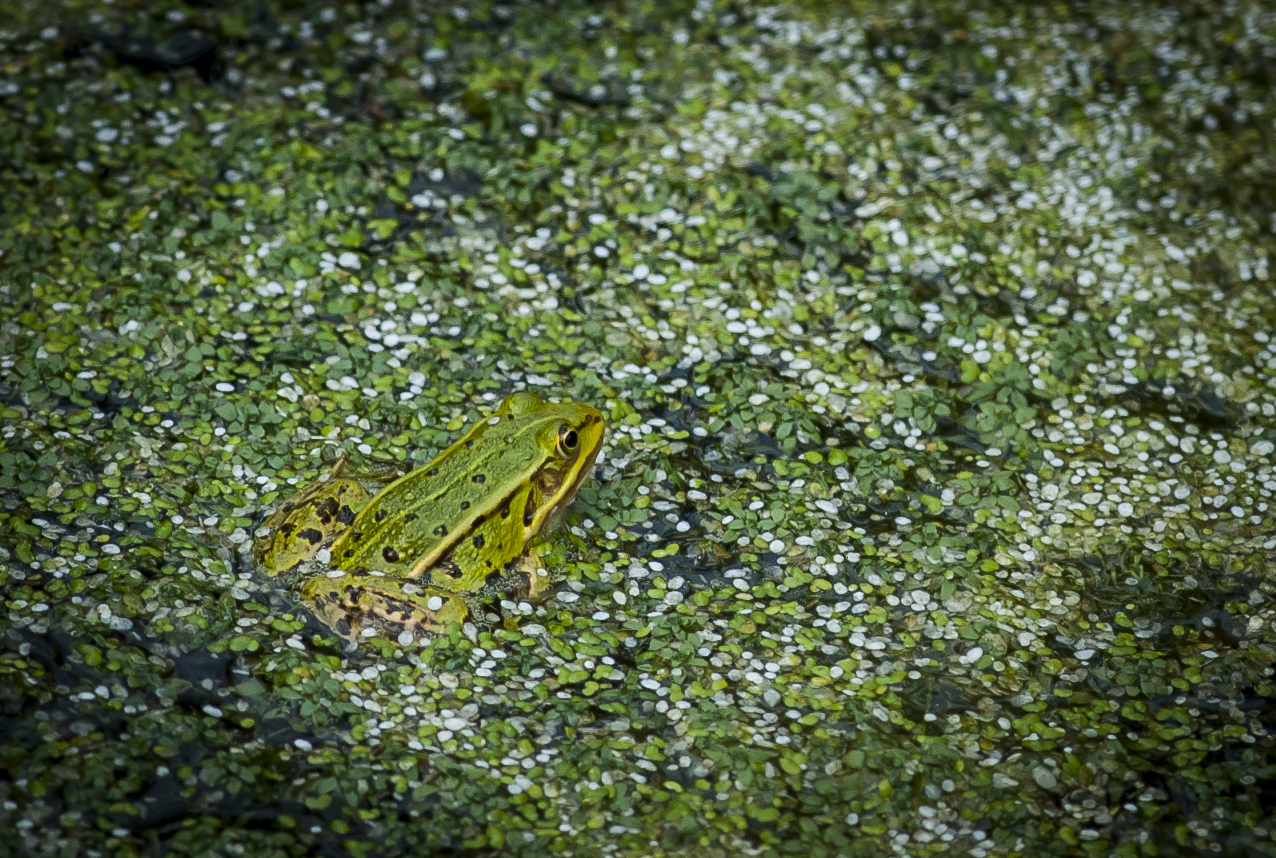 Frosch im Wettenberger Ried