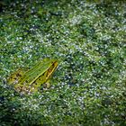 Frosch im Wettenberger Ried