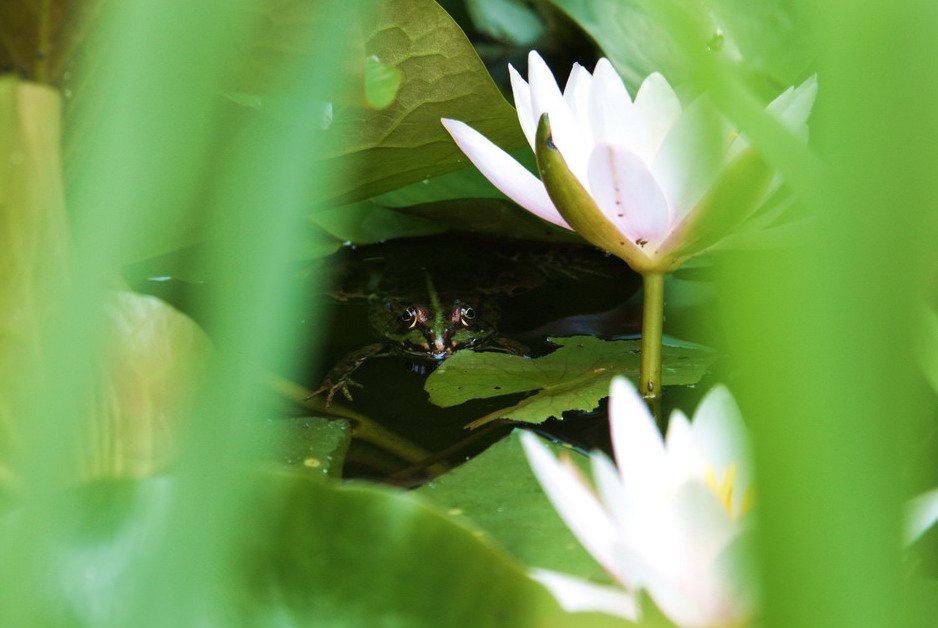 Frosch im Wohlfühlteich: Danke OASE!