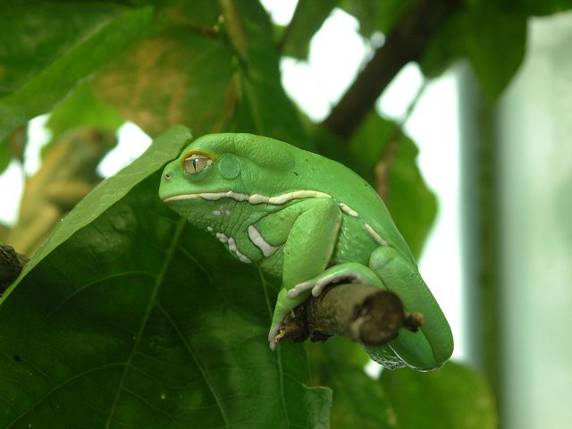 Frosch im Zoo Frankfurt