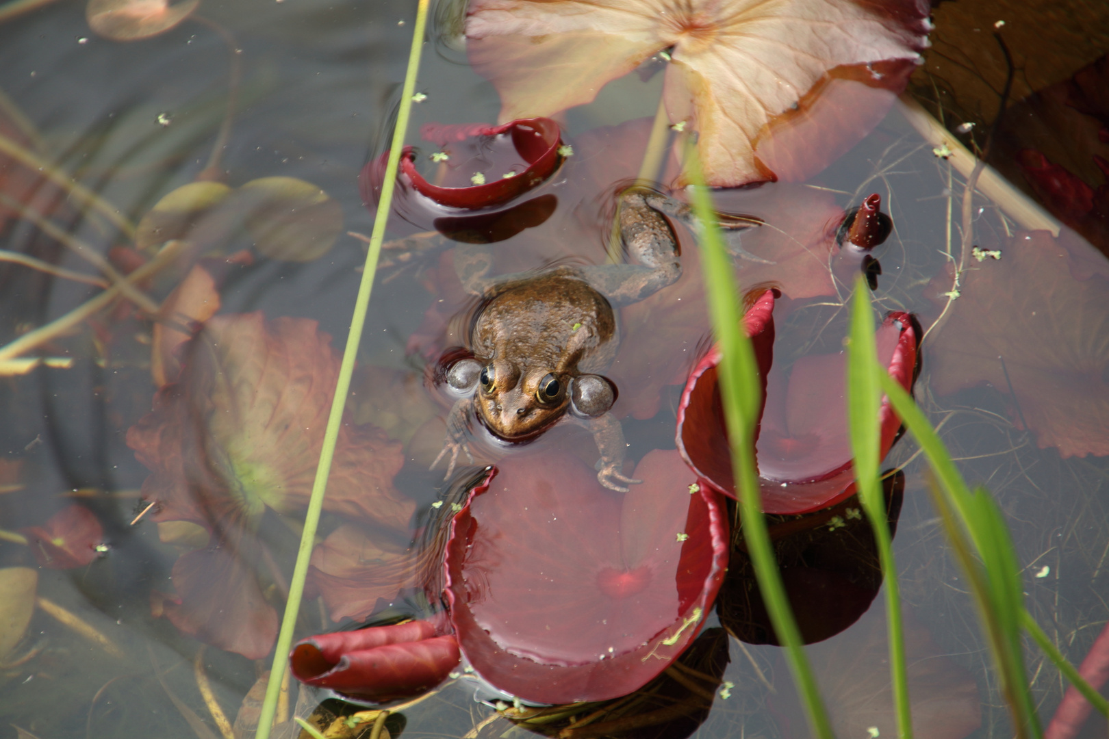 Frosch in Action