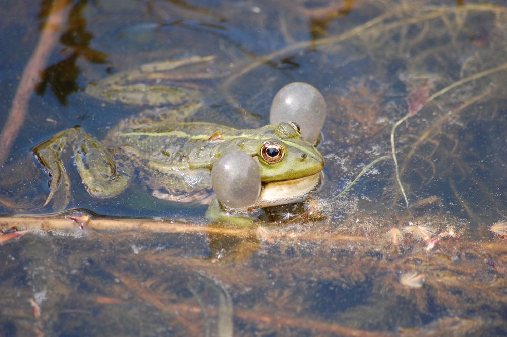 Frosch in Aktion