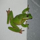 Frosch in Australien