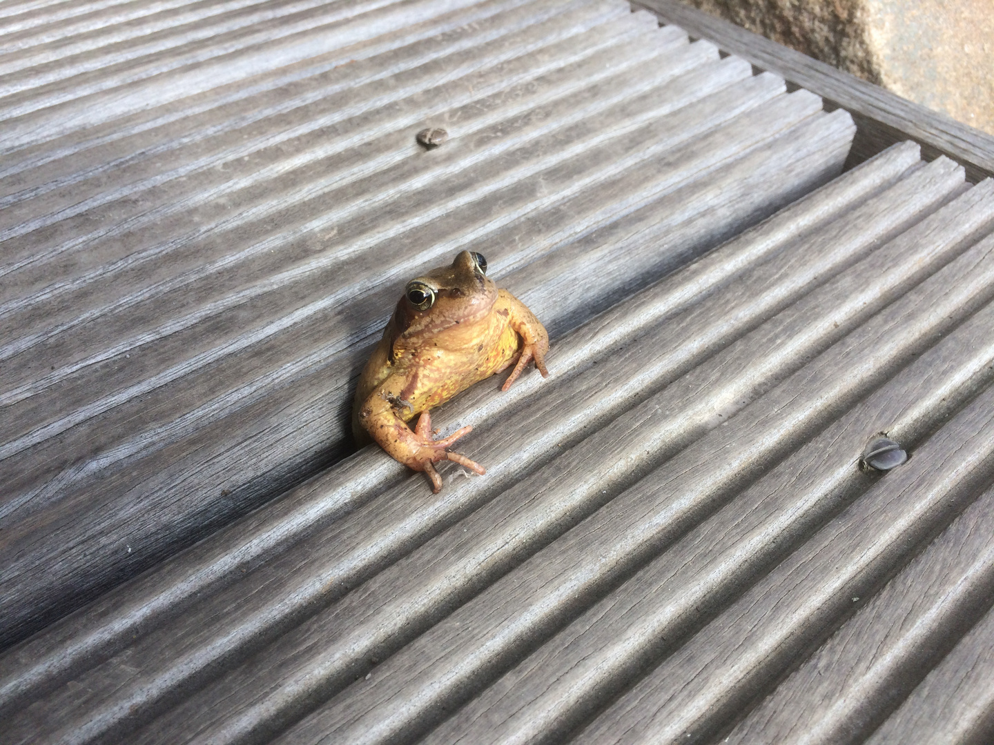 Frosch in Bedrängnis