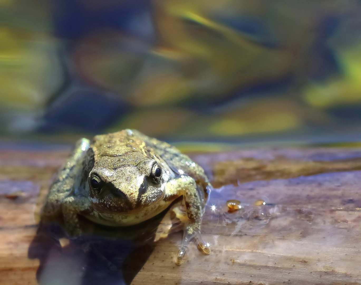 Frosch in Bergteich