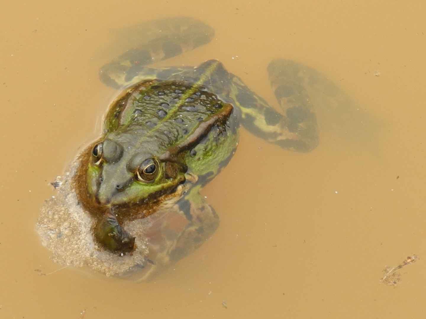 Frosch in brauner Brühe