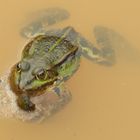 Frosch in brauner Brühe