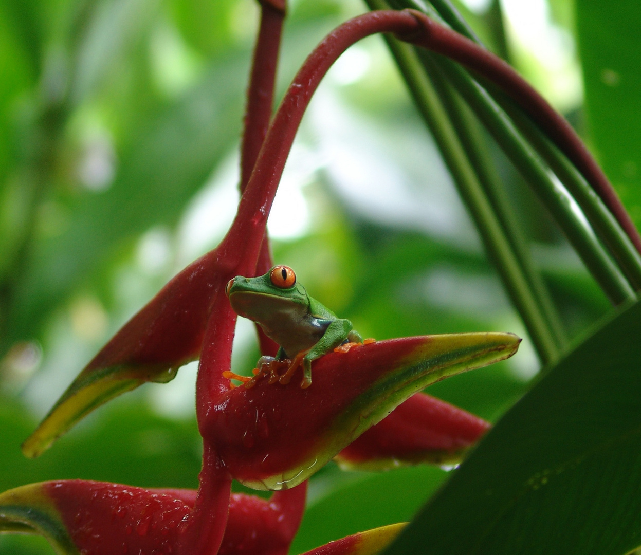 Frosch in Costa Rica