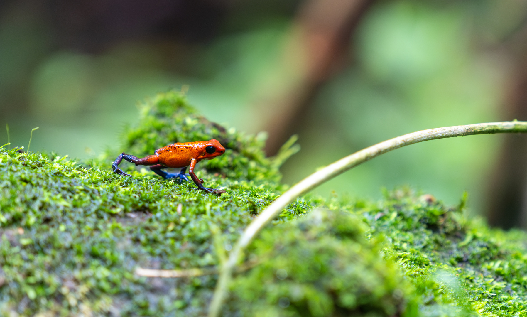 Frosch in Costa Rica