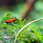 Frosch in Costa Rica