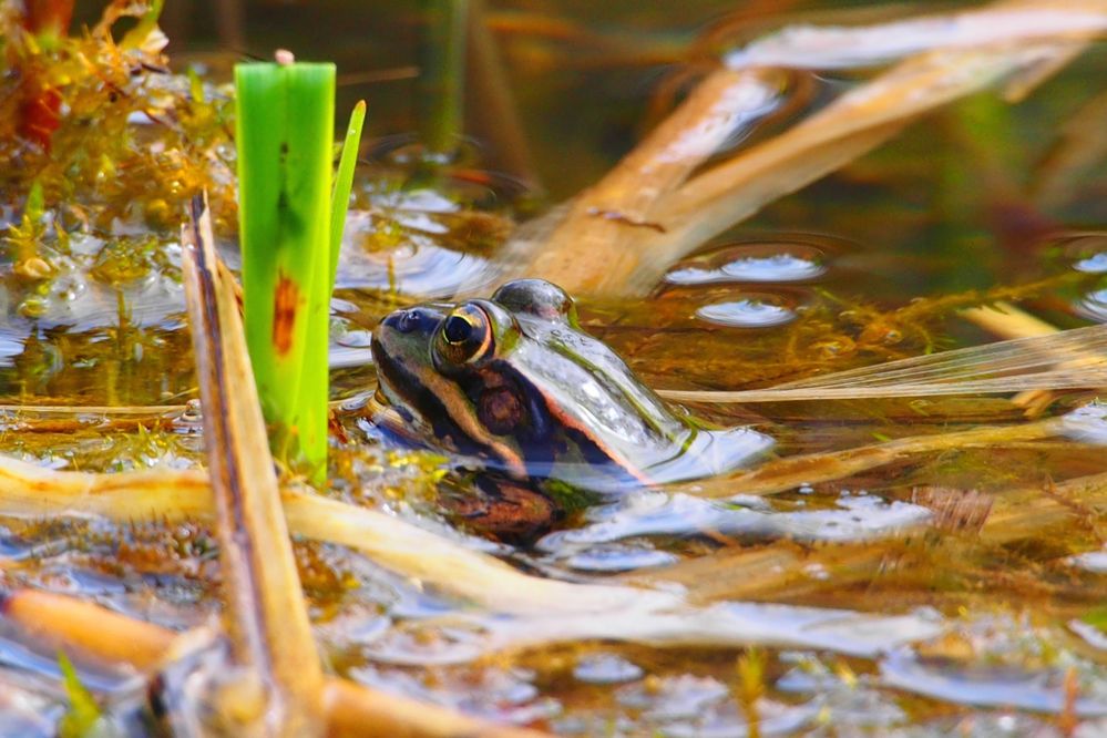 Frosch in Deckung