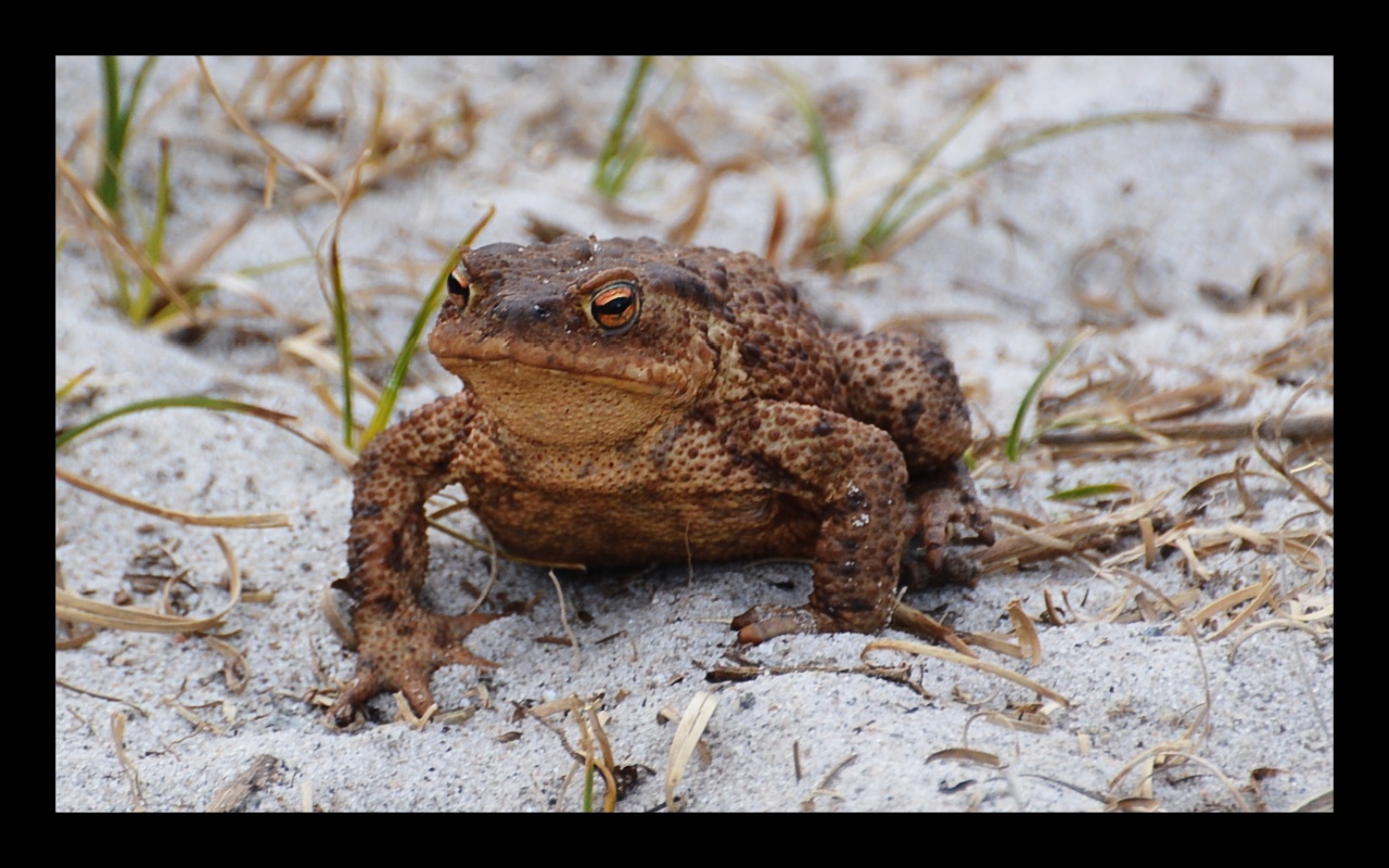 Frosch in den Dünen