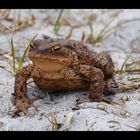 Frosch in den Dünen