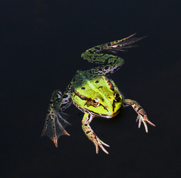 Frosch in der Abendsonne