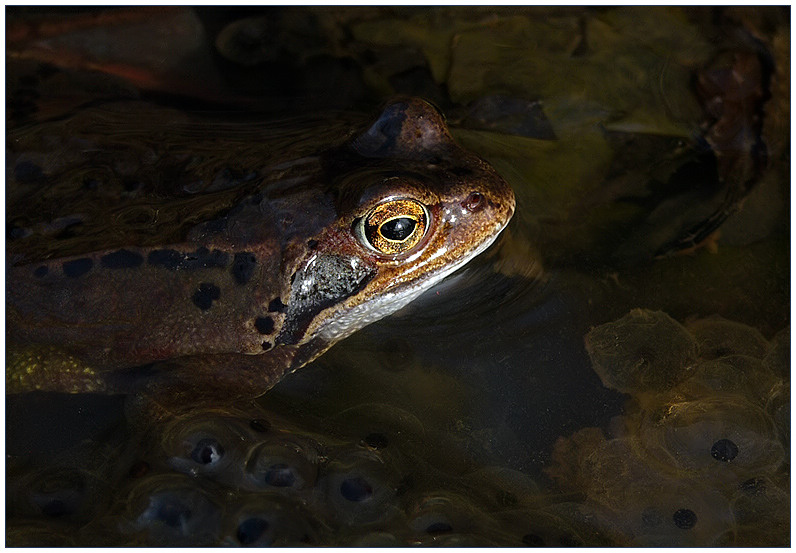 Frosch in der Abendsonne