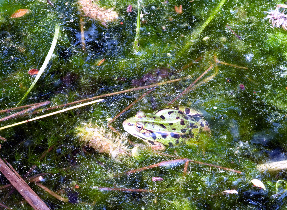 Frosch in der alten Panzerwaschstrasse