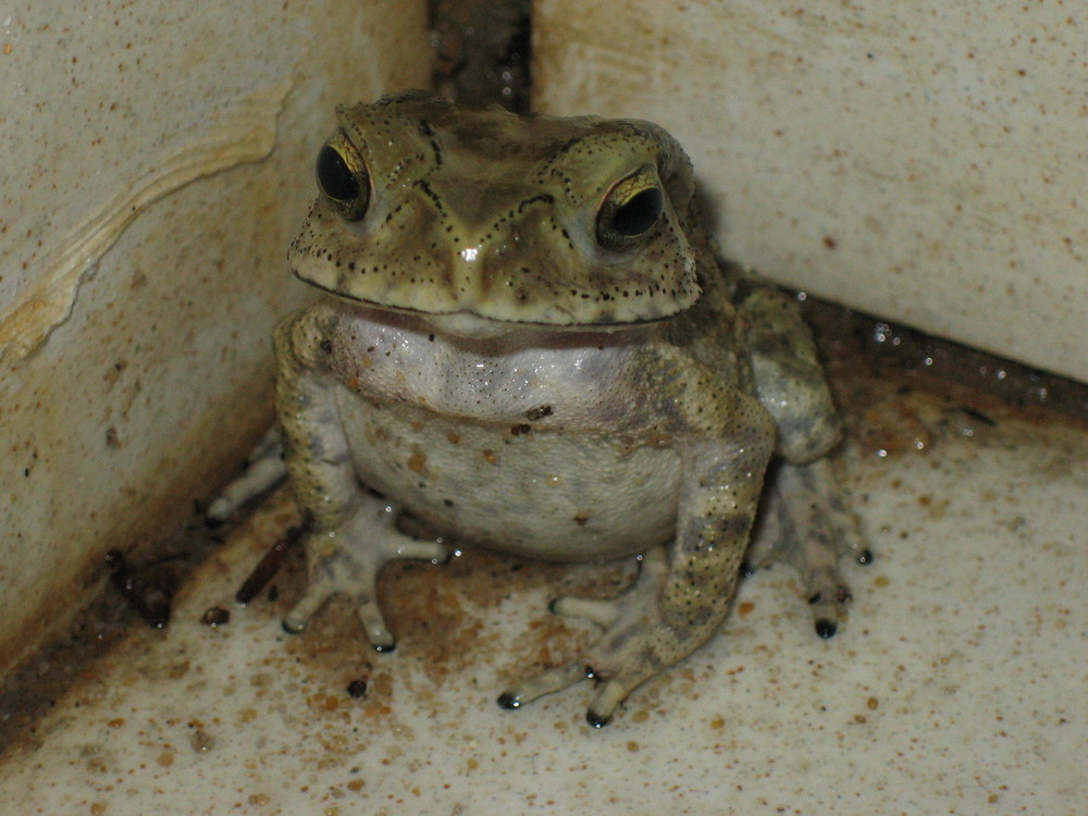 Frosch in der Dusche