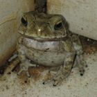 Frosch in der Dusche