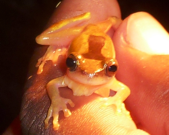 Frosch in der Hand