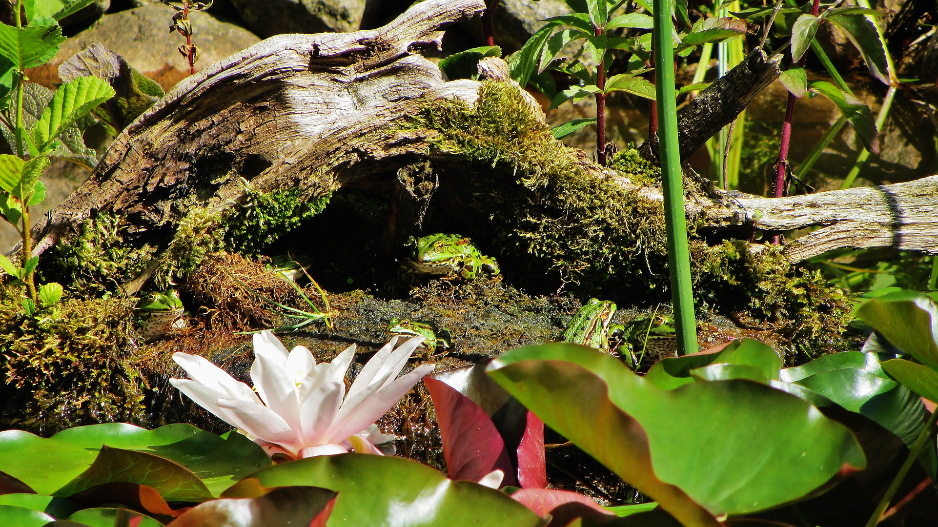 Frosch in der Höhle