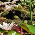 Frosch in der Höhle