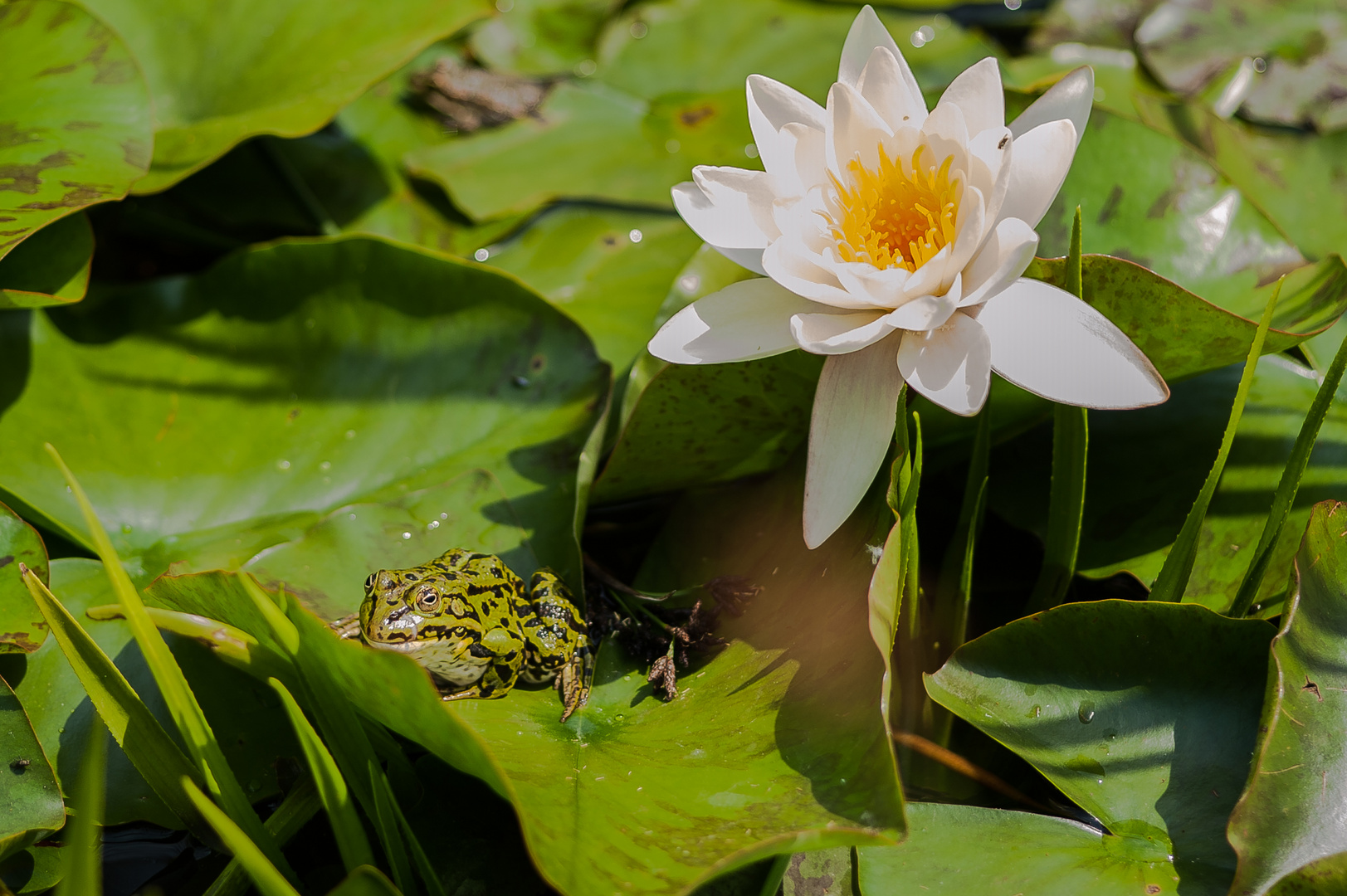 Frosch in der Kölner Flora