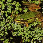 Frosch in der "Linsensuppe"