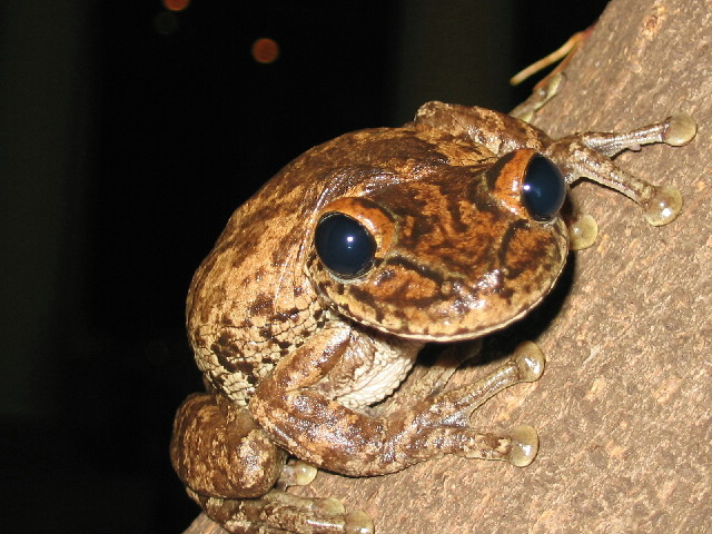 Frosch in der Nacht