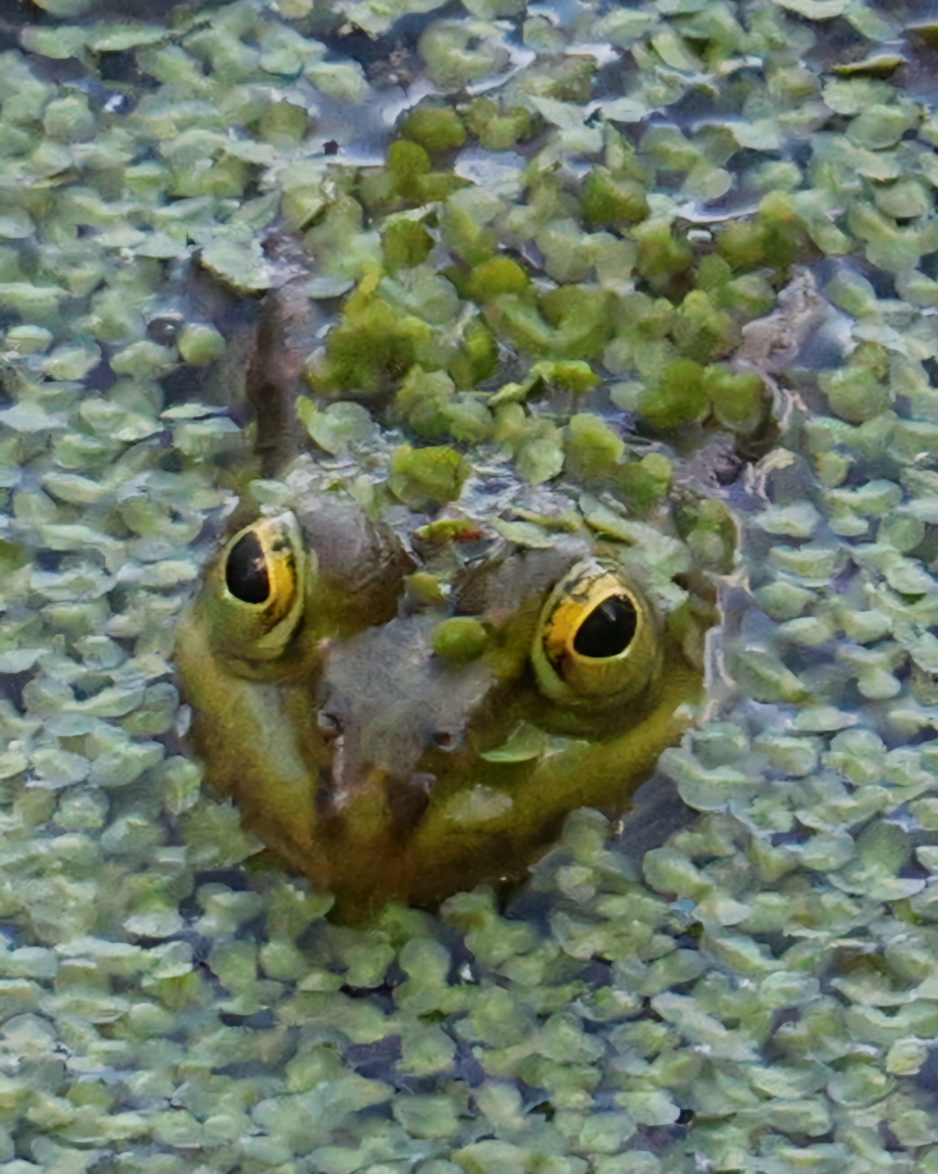 Frosch in der Naturkontaktstation Wathlingen 