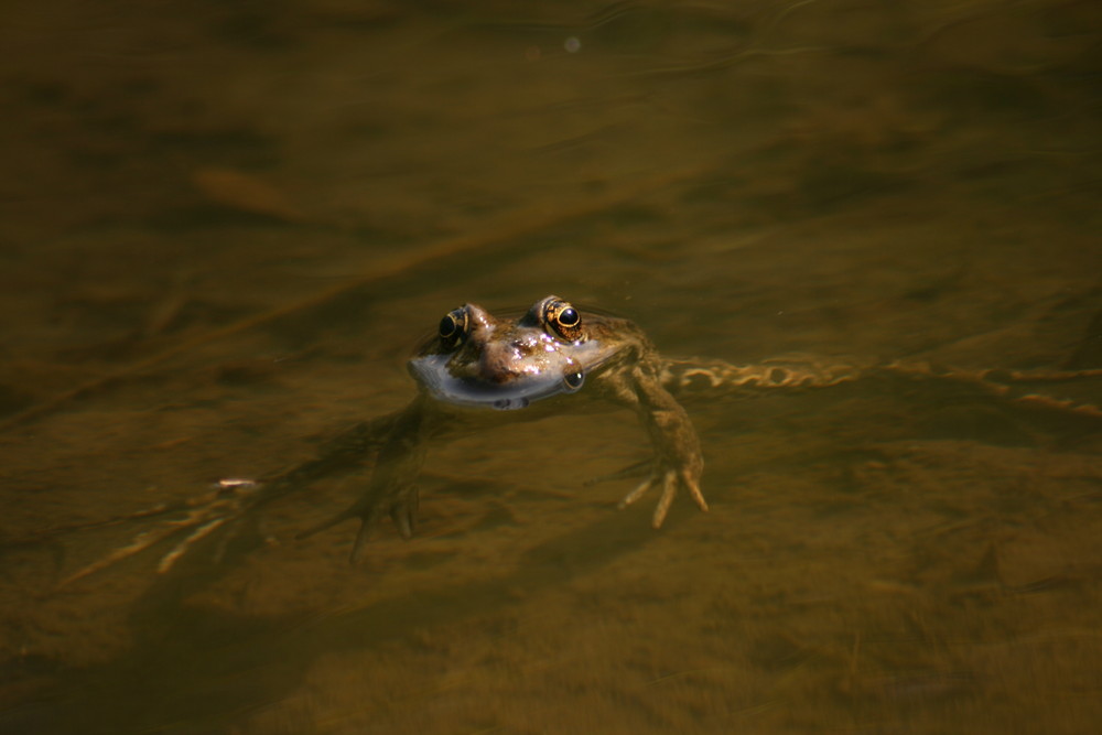 Frosch in der Solinger Heide